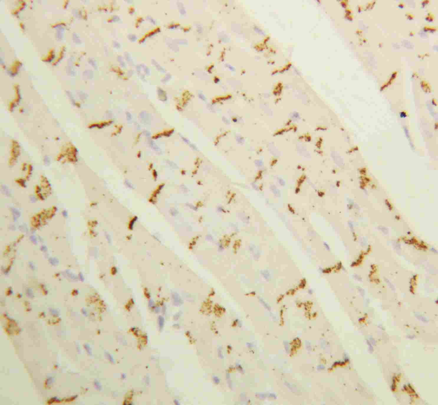 2 - Anti-Connexin 43/GJA1 Antibody ABO10519