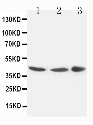 1 - Anti-Connexin 43/GJA1 Antibody ABO10519