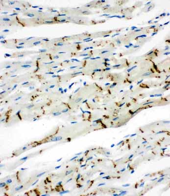 2 - Anti-Connexin 43/GJA1 Antibody ABO10520
