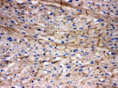 2 - Anti-Connexin 43/GJA1 Antibody ABO10520