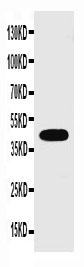 1 - Anti-Connexin 43/GJA1 Antibody ABO10520
