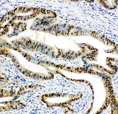 2 - Anti-DUT Antibody ABO10523