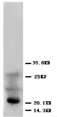 1 - Anti-FGF4 Antibody ABO10524
