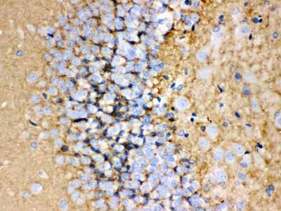 2 - Anti-GAP43 Antibody ABO10526