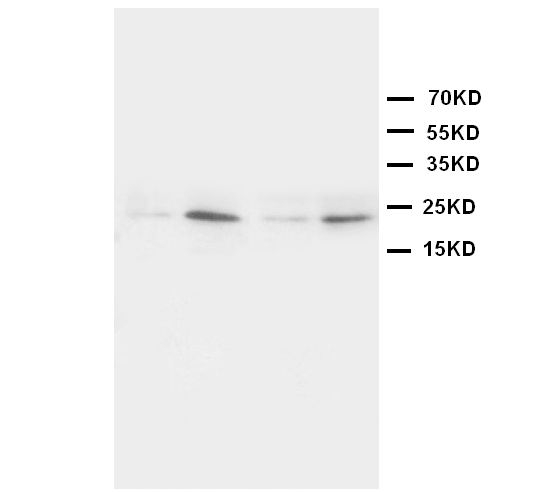 1 - Anti-HMGB4 Antibody ABO10529