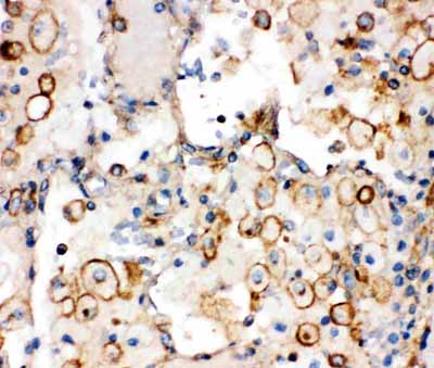2 - Anti-Integrin Alpha 1 Antibody ABO10532