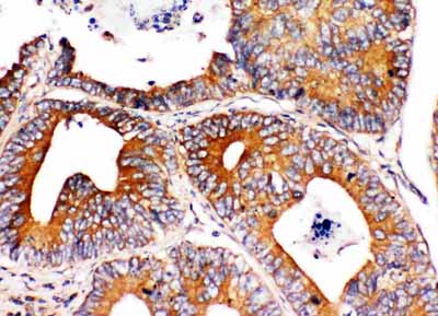 2 - Anti-Integrin Alpha 1 Antibody ABO10532