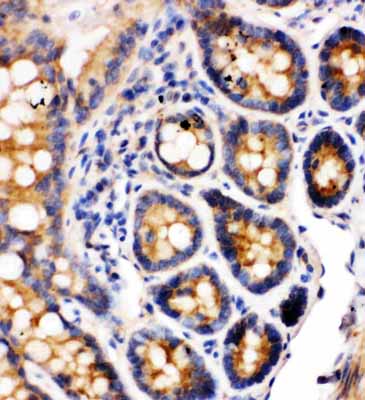 2 - Anti-Integrin Alpha 1 Antibody ABO10532