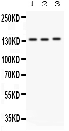 1 - Anti-Integrin Alpha 1 Antibody ABO10532