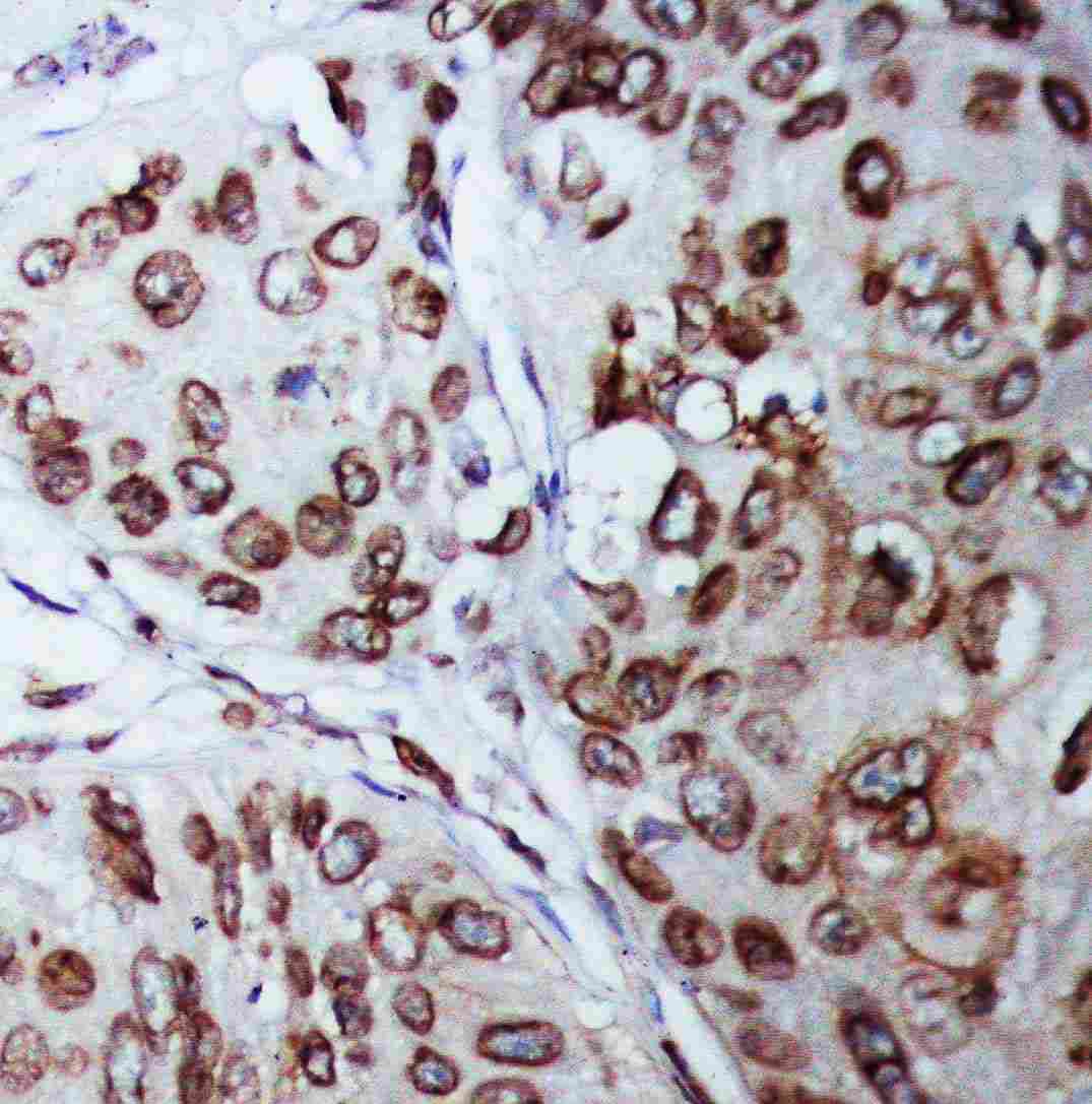 2 - Anti-Lamin B1 Antibody ABO10534