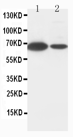 1 - Anti-Lamin B1 Antibody ABO10534