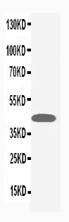1 - Anti-MAPK1/3 Antibody ABO10535