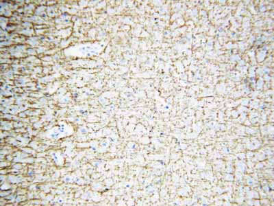 2 - Anti-Myelin Basic Protein Antibody ABO10536