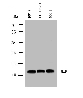 1 - Anti-MIF Antibody ABO10538