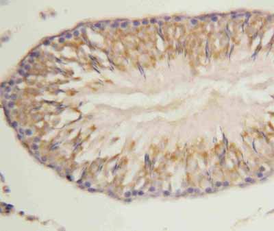2 - Anti-Morg1 Antibody ABO10539