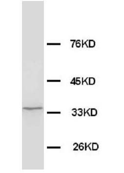 1 - Anti-Morg1 Antibody ABO10539
