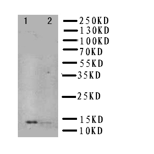 1 - Anti-NGF/NGF beta Antibody ABO10542