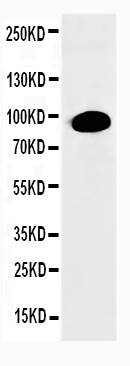 1 - Anti-PKC Alpha Antibody ABO10549