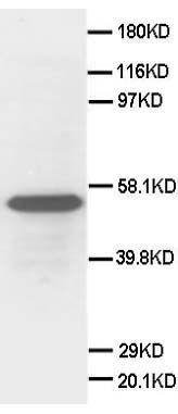 1 - Anti-Secretogranin 3 Antibody ABO10555