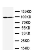1 - Anti-STAT1 Antibody ABO10558