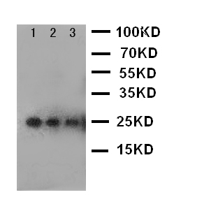 1 - Anti-VEGF Antibody ABO10563