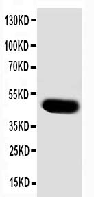 1 - Anti-SKP2 Antibody ABO10565