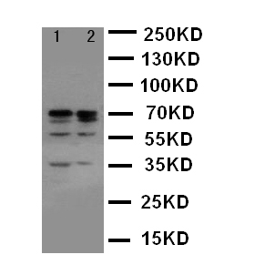 1 - Anti-Lamin A/C Antibody ABO10566