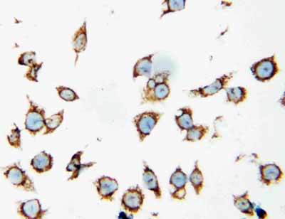 8 - Anti-HSP60 Antibody ABO10568