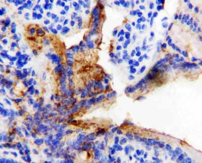 2 - Anti-HSP60 Antibody ABO10568