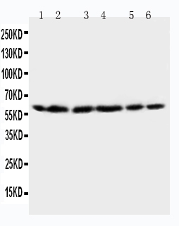 1 - Anti-HSP60 Antibody ABO10568