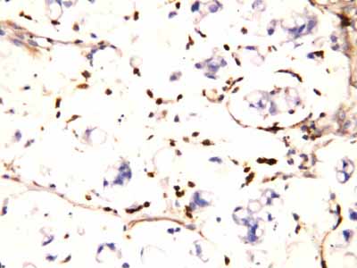 2 - Anti-IFITM1 Antibody ABO10570