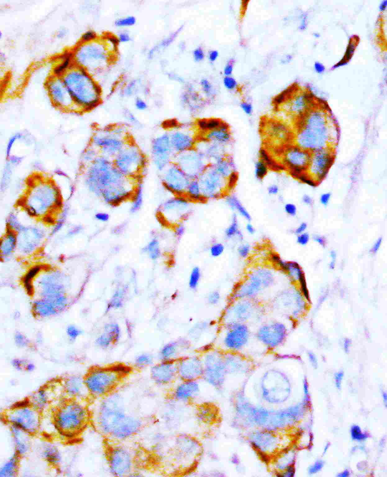 2 - Anti-SHP2 Antibody ABO10572
