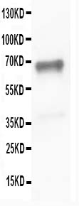 1 - Anti-SHP2 Antibody ABO10572