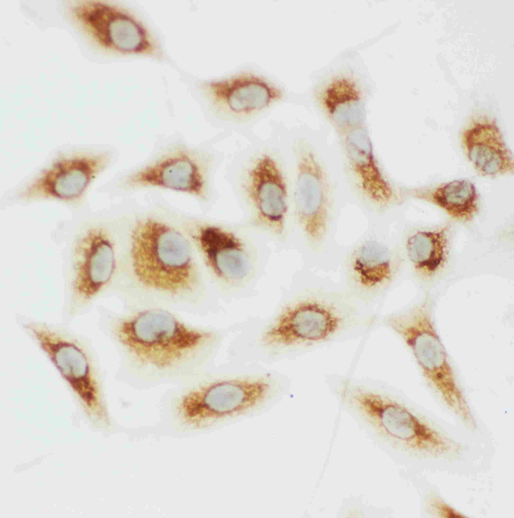 8 - Anti-Cytochrome C Antibody ABO10575