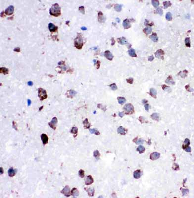 2 - Anti-Cytochrome C Antibody ABO10575
