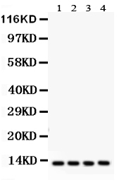 1 - Anti-Cytochrome C Antibody ABO10575