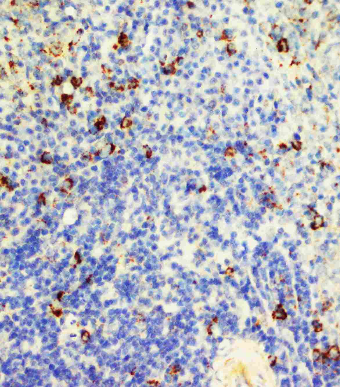 2 - Anti-FAS Antibody ABO10576
