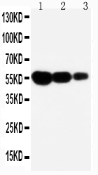 1 - Anti-FAS Antibody ABO10576