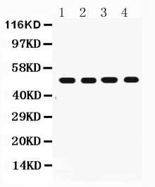 1 - Anti-FAS Antibody ABO10576