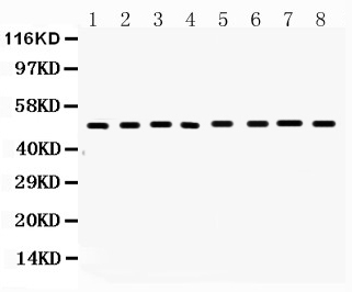 1 - Anti-FAS Antibody ABO10576