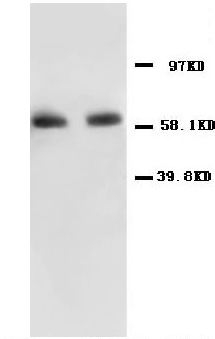 1 - Anti-NF-kB p65 Antibody ABO10580