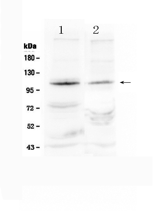 1 - Anti-HIF-2-Alpha Antibody ABO10584