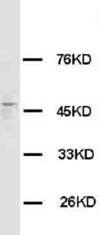 1 - Anti-HRH3 Antibody ABO10589