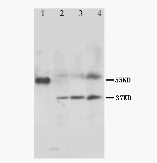 1 - Anti-MRGX1 Antibody ABO10590
