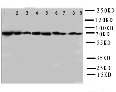 1 - Anti-Hsc70 Antibody ABO10595