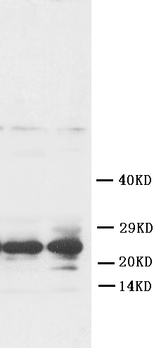 1 - Anti-FGF8 Antibody ABO10597