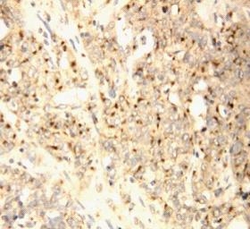 2 - Anti-XAF1 Antibody ABO10598
