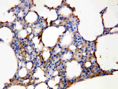 2 - Anti-Aquaporin 5 Antibody ABO10607