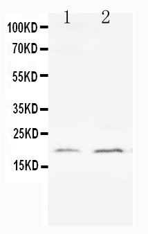 1 - Anti-Bcl-XS Antibody ABO10609