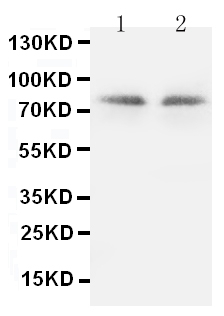 1 - Anti-PKC Gamma Antibody ABO10611